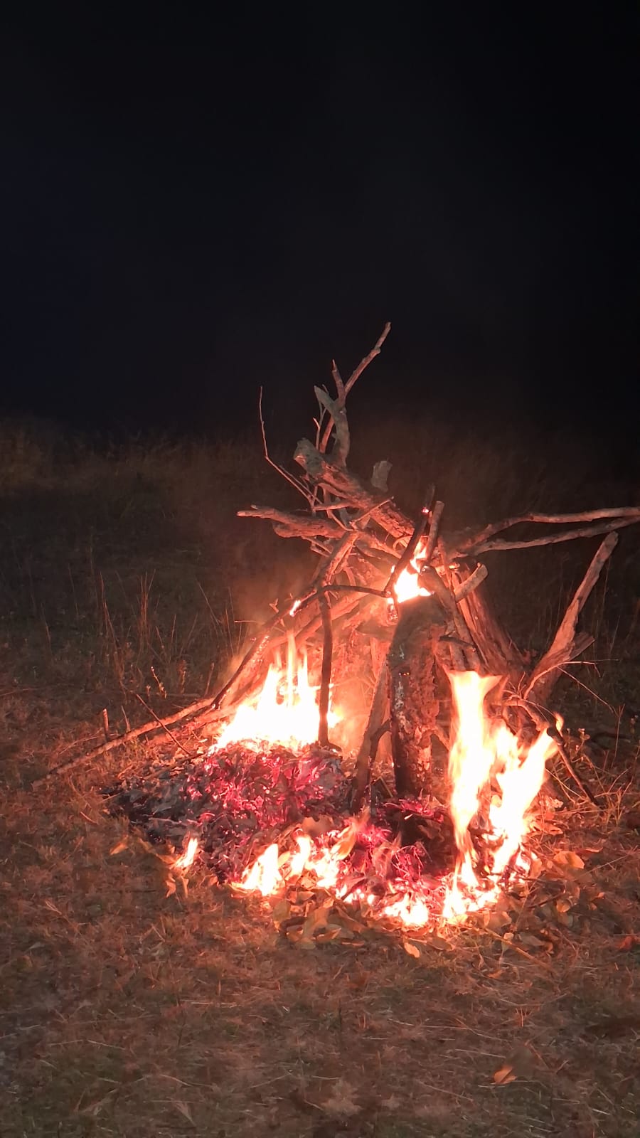 Campfire Nights