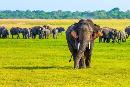 Elephant Safari